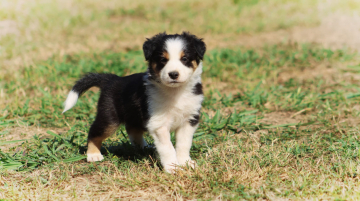 Avatar Sokka Au Royaume d'Une Nuit Etoilee