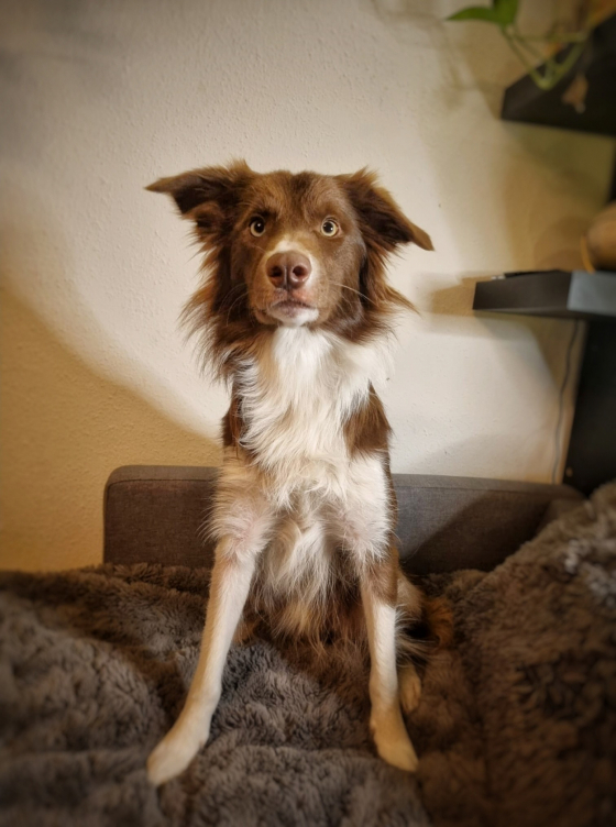 Meleys Di Petrademone