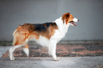 Serendipity Vezuv From Doggone Borders