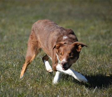 Braxtorps Chocolate-Diva