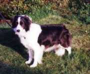 Tamarsh Blue Bracken of Kamarda