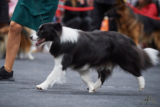 Bordernova Pink Panther