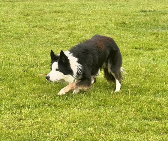 A Fyne Wee Magic Buzz