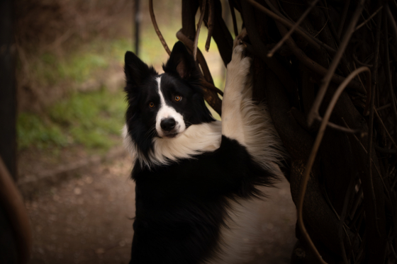 Hugo No Brake Vom Haus Seiffert