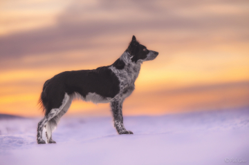 Sigma from the Wildest Team