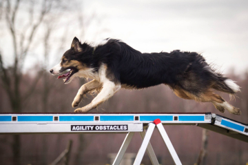 Arisco Lobo Locolindo