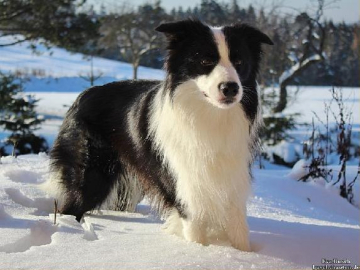 Agilepaws Casanova
