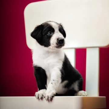 Divine Madness I Am Kitsune Born For You