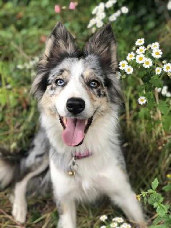 Skylar Blue Nebula