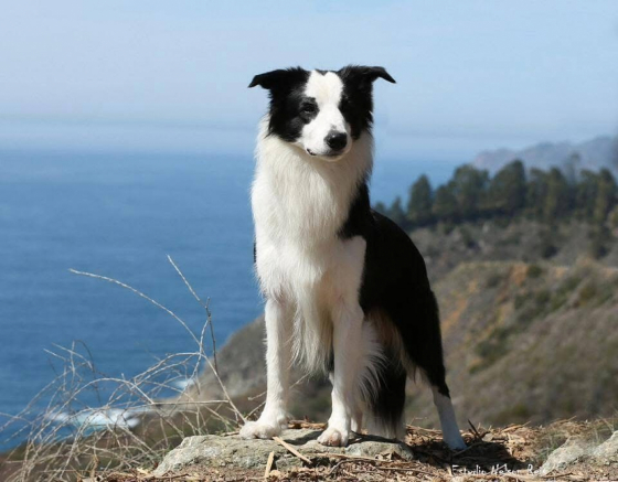 Prime Dream Tony Stark