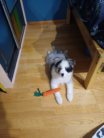 Nelli Laim Zemlinika