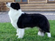 Ajsza Stars Border Collies