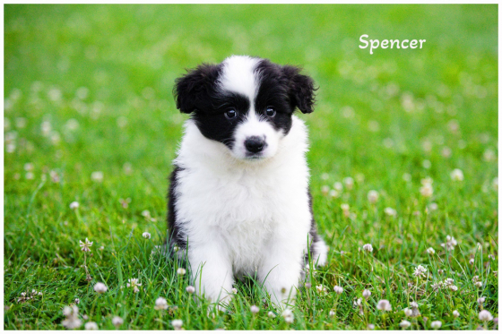 Delong Line Spencer