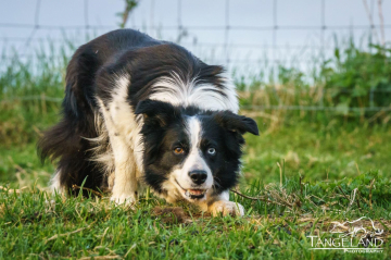 Floss