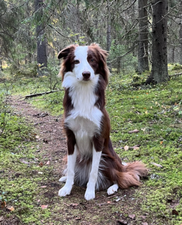 Piggyland's Fiadh Fjader