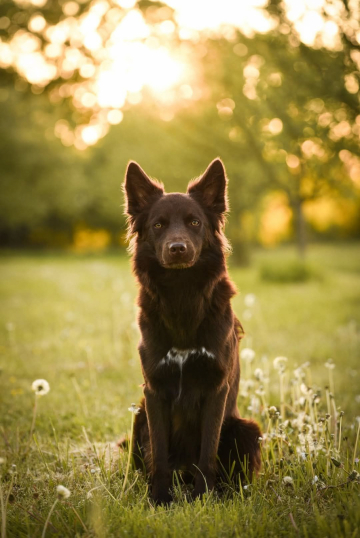 Unbeatable from Shepherds Own