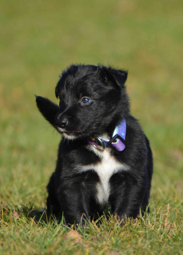 Dragon Diaval Ultraviolet