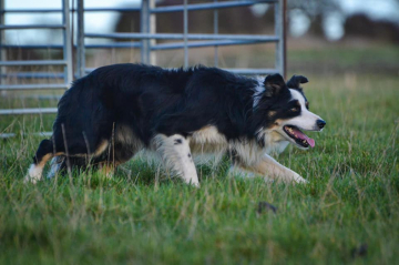 Gelert