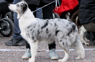 Kautuksen Lounatuuli