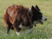 Bordercollieranch Fan