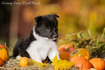 Seventy Seven Dark Black