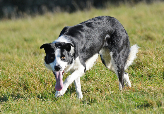 Gingerbell Be My Shadow