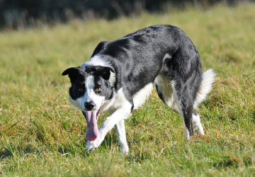 Gingerbell Be My Shadow