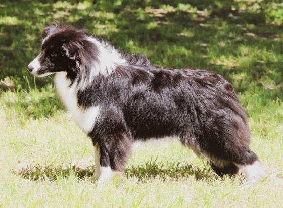 Due Parchi Simply A Doll