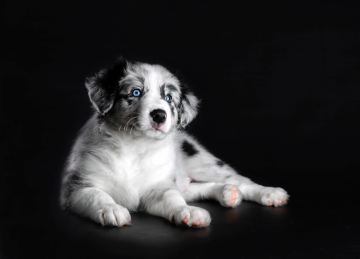 Velvet Merle Cat