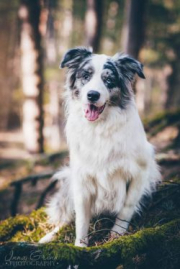 Mr Blue Stars Border Collies