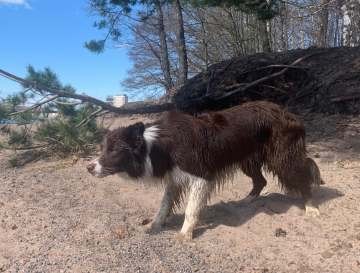 Foxtrick Zapping Leevi