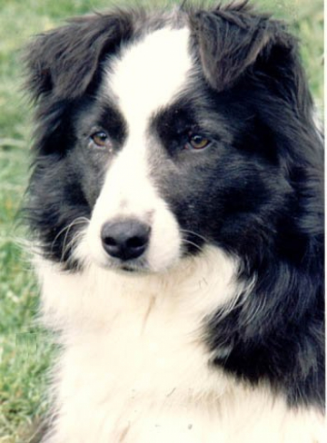 Altricia Jazzie Miss