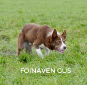 Foinaven Gus