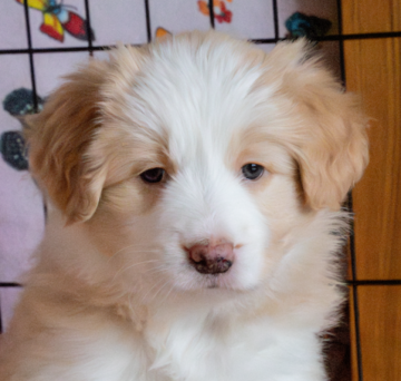 Princess Warm Summer Sunshine