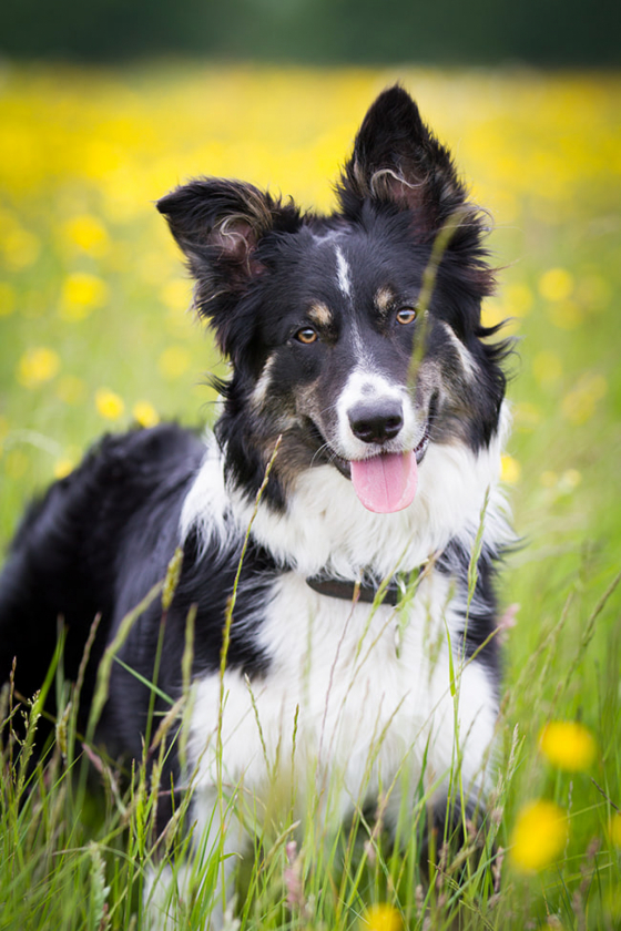 Halligalli Hitz the Bigtime