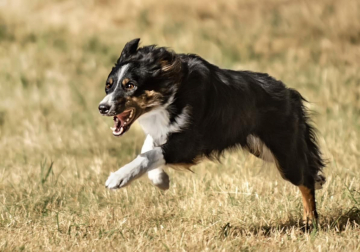 Gingerbell Seguidilla