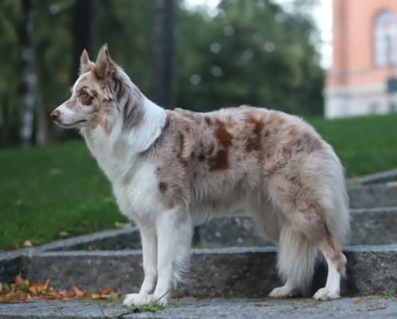 Blinded By The Light Of Silent Storm