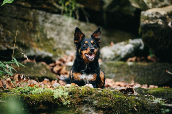 Spitfire's Light Up the World