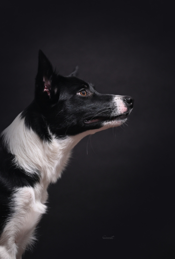 Ebony Nose On One Wave