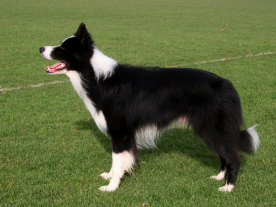 Tamerrye Celtic Laird