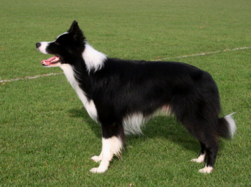 Tamerrye Celtic Laird