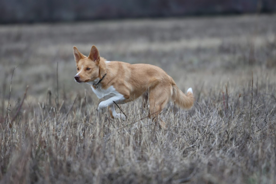 Cloverfield Lane Aye-Aye