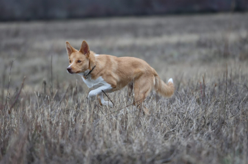 Cloverfield Lane Aye-Aye