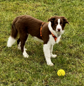 Darling Altai Gorgeous