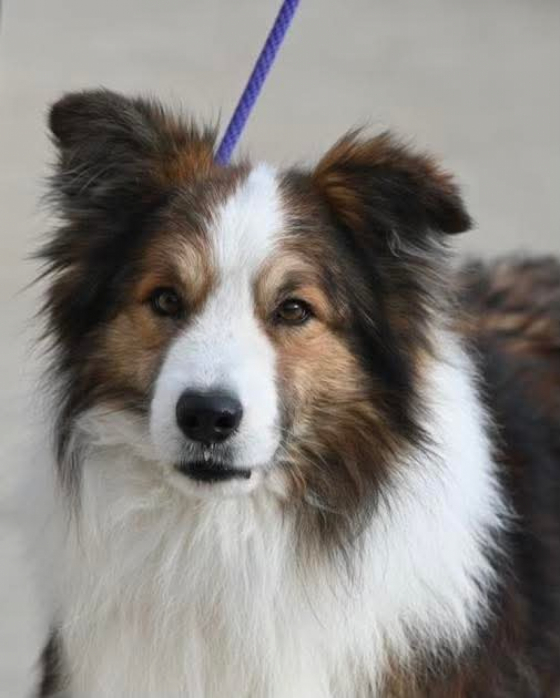 Avatar's The Mighty Quinn Of Heronwood