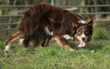 Maarfarm Jule