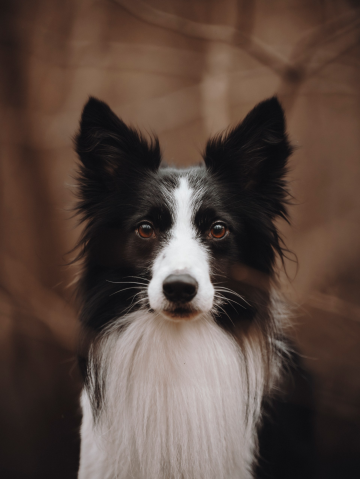 Amigo De La Vida Togo