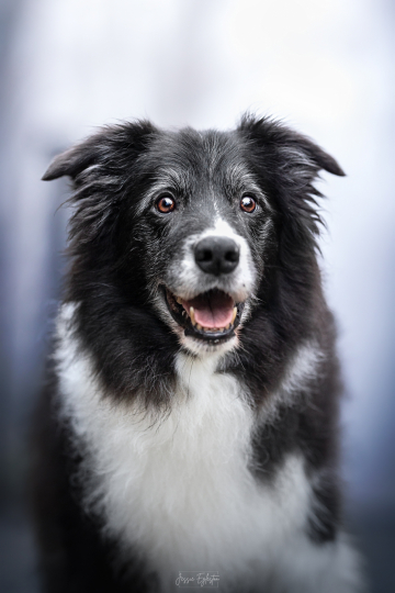 Sense of Delight Buddy