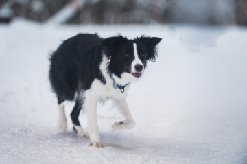 Uslovnaya Roza Vetrov