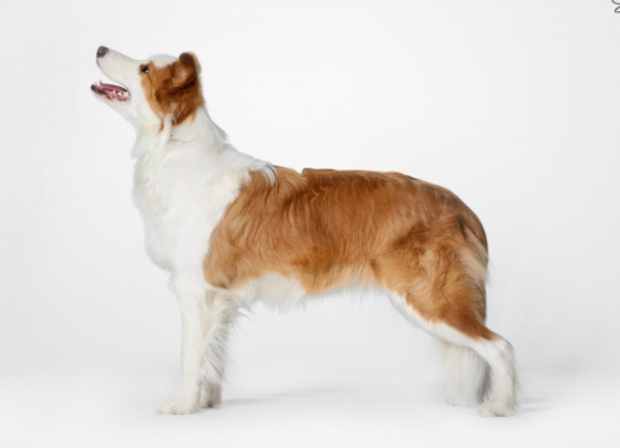 Ginger Star Colline Rove